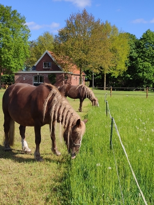 Sc hwarzwalder Fuchsen op boerencamping de Piksenhoeve in Hoge Hexel